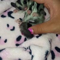 Petauro dello zucchero