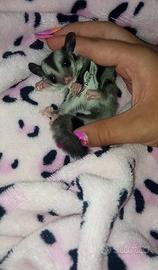 Petauro dello zucchero