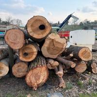 Legna pino in tronco