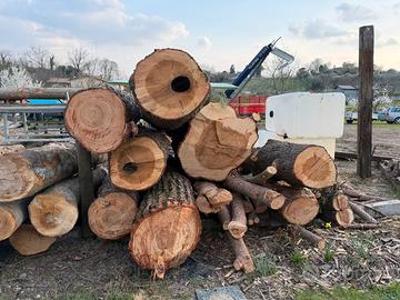 Legna pino in tronco