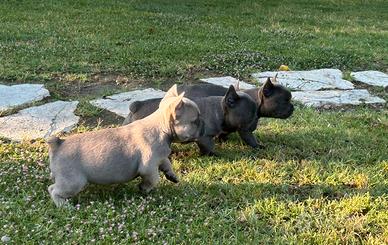 Bulldog francese