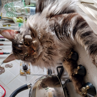 Maschio Main Coon da riproduzione