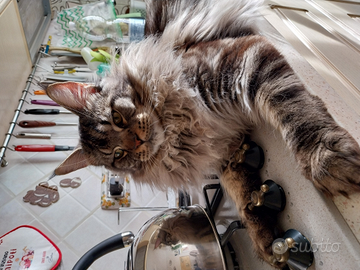 Maschio Main Coon da riproduzione