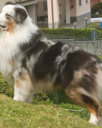PASTORE AUSTRALIANO BLUE MERLE per MONTE
