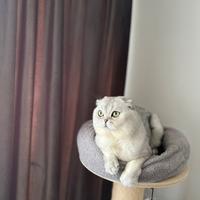 Scottish fold per accoppiamento