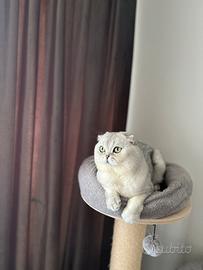 Scottish fold per accoppiamento