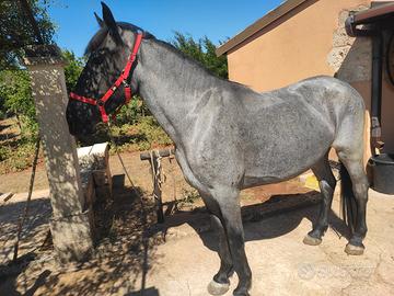 Cavalla Murgese