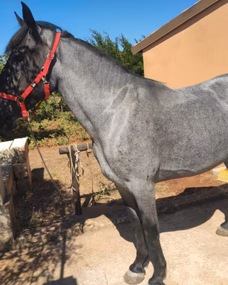 Cavalla Murgese