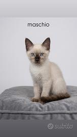 Cucciolata gatti siamese