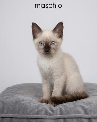 Cucciolata gatti siamese