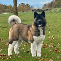 Akita AMERICANO