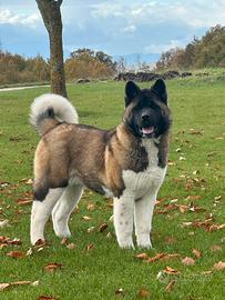 Akita AMERICANO