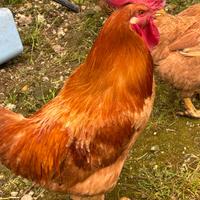 Gallo per pollaio