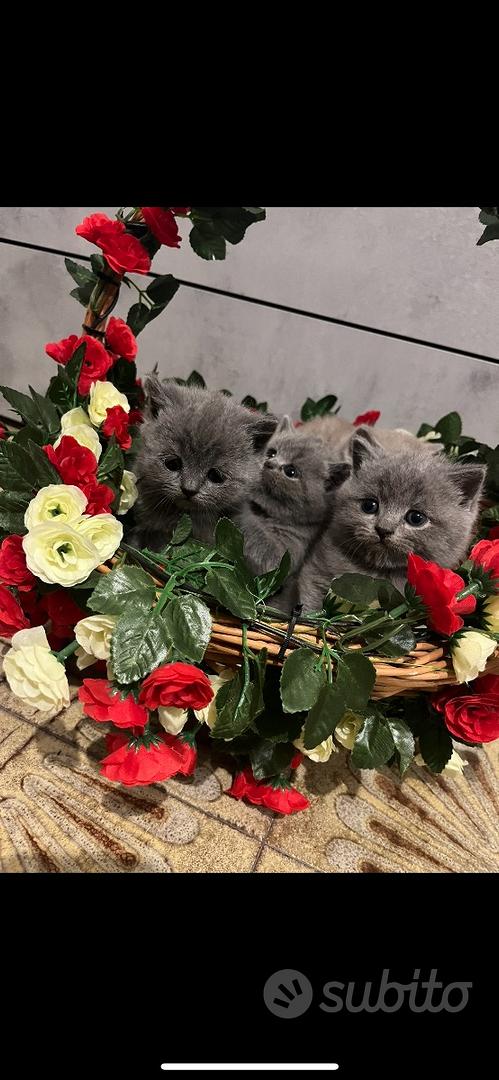 Gattini british shorthair - Animali In vendita a Bologna