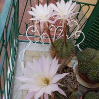 Piante da balcone o giardino