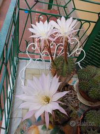 Piante da balcone o giardino