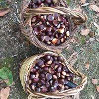 CASTAGNE DI ROCCAMONFINA