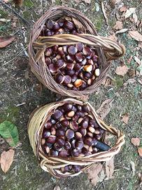 CASTAGNE DI ROCCAMONFINA