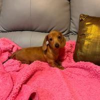 Cucciolo Bassotto Kaninchen nano fulvo