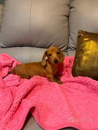 Cucciolo Bassotto Kaninchen nano fulvo