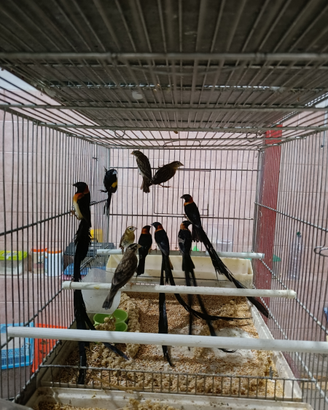 Uccelli vedove