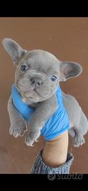 Cuccioli di bulldog francese