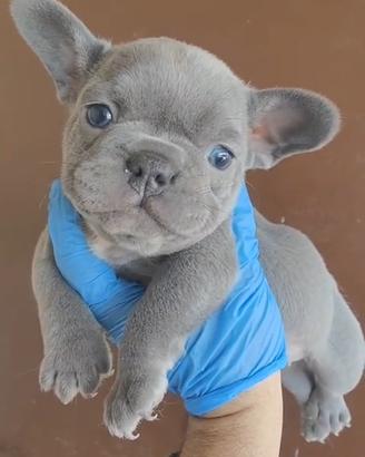 Cuccioli di bulldog francese