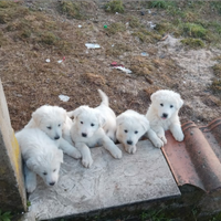 Cuccioli pastore maremmano abruzzese femmine