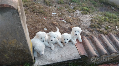 Cuccioli pastore maremmano abruzzese femmine