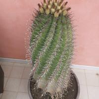 pianta grassa in vaso