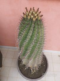 pianta grassa in vaso