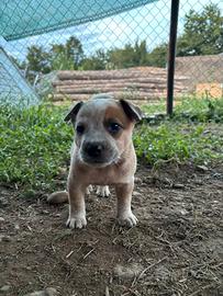 Cuccioli di Australian cattle dog