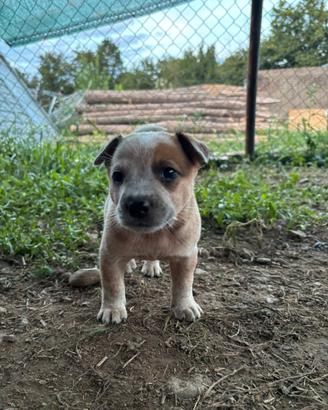 Cuccioli di Australian cattle dog