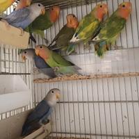 Inseparabili roseicollis