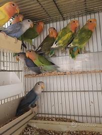 Inseparabili roseicollis