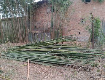canne di bambù 