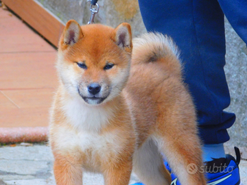 Meraviglia cucciola Shiba