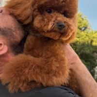 Barbone Nano Fulvo + Pedigree DISPONIBILE MONTA