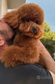 Barbone Nano Fulvo + Pedigree DISPONIBILE MONTA