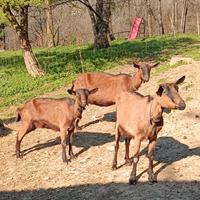 Capre camosciate delle alpi