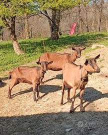 Capre camosciate delle alpi