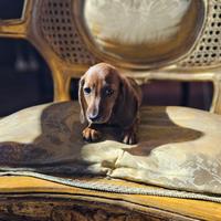 Cucciolo di bassotto cioccolato