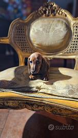 Cucciolo di bassotto cioccolato