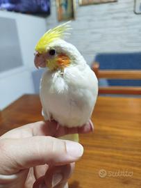 Calopsita