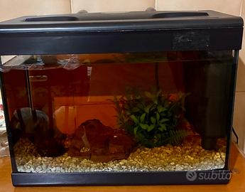 Acquario