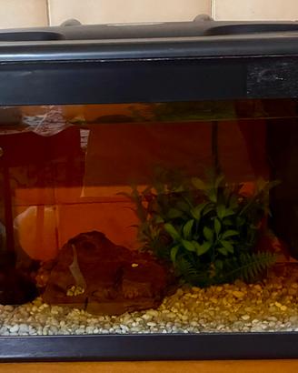 Acquario