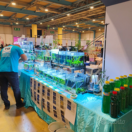 Pesci, lumache, caridine e piante