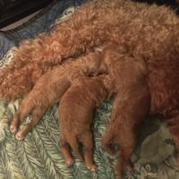 Barboncini Toy e nani Red fulvo pedigree enci