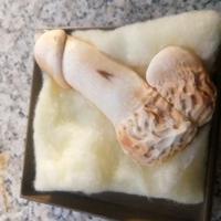 Cammeo in conchiglia e pasta corallo