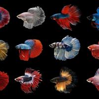 Betta splendens
